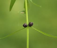Attēlu rezultāti vaicājumam “Polygonatum verticillatum”