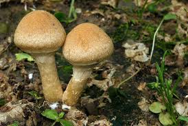 Attēlu rezultāti vaicājumam “Psathyrella lacrymabunda”