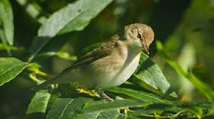 Attēlu rezultāti vaicājumam “Acrocephalus dumetorum”