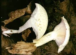 Attēlu rezultāti vaicājumam “Lentinus lepideus”