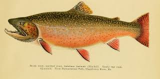 Image result for Salvelinus fontinalis