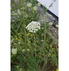 Attēlu rezultāti vaicājumam “Laserpitium prutenicum”