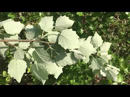 Attēlu rezultāti vaicājumam “Populus x gileadensis leaf”