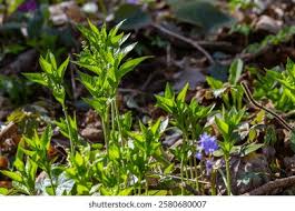 Attēlu rezultāti vaicājumam “Mercurialis perennis flower”