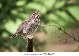 Attēlu rezultāti vaicājumam “Turdus philomelos juvenile”