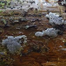 Attēlu rezultāti vaicājumam “Anomoporia bombycina”