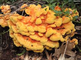 Attēlu rezultāti vaicājumam “Laetiporus sulphureus”