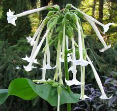 Attēlu rezultāti vaicājumam “Malva moschata alba flower”