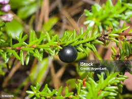 Attēlu rezultāti vaicājumam “Empetrum nigrum leaf”