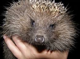 Attēlu rezultāti vaicājumam “Erinaceus roumanicus”