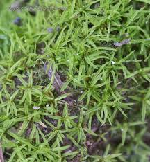 Attēlu rezultāti vaicājumam “Weissia squarrosa”