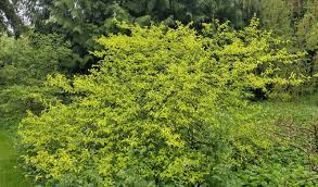 Attēlu rezultāti vaicājumam “Cornus mas”