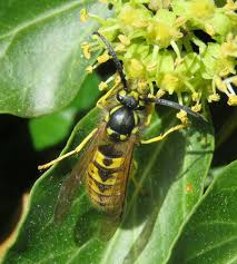 Attēlu rezultāti vaicājumam “Vespula germanica male”
