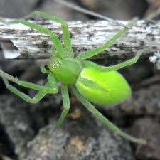 Attēlu rezultāti vaicājumam “Micrommata virescens”