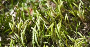 Attēlu rezultāti vaicājumam “Leucodon sciuroides”