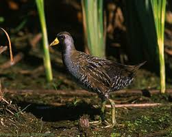 Image result for Porzana carolina