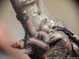 Attēlu rezultāti vaicājumam “Aporia crataegi pupa”