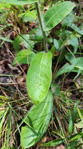 Attēlu rezultāti vaicājumam “Hemitrichia leiotricha stalked”