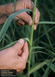 Attēlu rezultāti vaicājumam “Phragmites communis leaf”