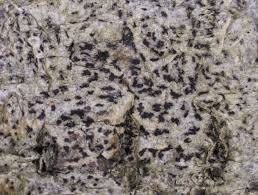 Attēlu rezultāti vaicājumam “Arthonia spadicea”