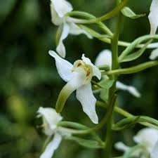 Attēlu rezultāti vaicājumam “Platanthera chlorantha flower”