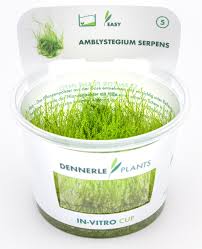 Attēlu rezultāti vaicājumam “Amblystegium serpens macro”