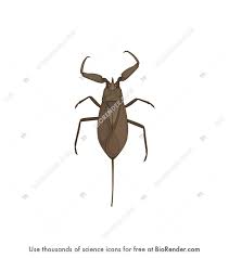 Attēlu rezultāti vaicājumam “Nepa cinerea”