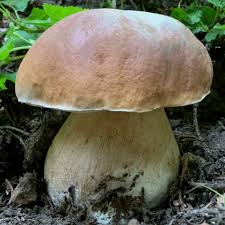 Attēlu rezultāti vaicājumam “Boletus edulis”