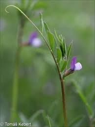 Attēlu rezultāti vaicājumam “Vicia lathyroides leaf”