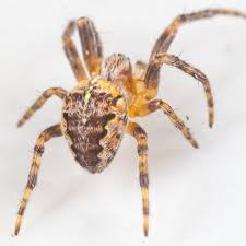 Attēlu rezultāti vaicājumam “Araneus diadematus juvenile”