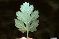 Attēlu rezultāti vaicājumam “Artemisia vulgaris leaf”