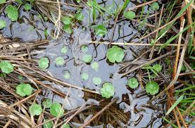 Attēlu rezultāti vaicājumam “Hydrocotyle vulgaris”