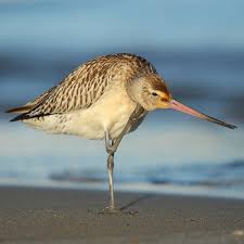 Attēlu rezultāti vaicājumam “Limosa lapponica adult”