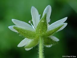 Attēlu rezultāti vaicājumam “Myosoton aquaticum”