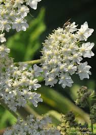 Attēlu rezultāti vaicājumam “Heracleum sphondylium subsp. sibiricum”