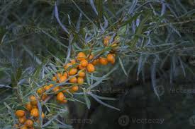 Attēlu rezultāti vaicājumam “Hippophae rhamnoides fruit”