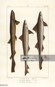 Image result for Galeorhinus galeus