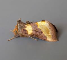 Attēlu rezultāti vaicājumam “Jodis putata”