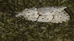 Attēlu rezultāti vaicājumam “Chimabachidae”