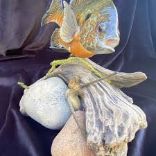 Image result for Lepomis gibbosus