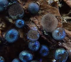 Attēlu rezultāti vaicājumam “Lamproderma pulchellum macro”