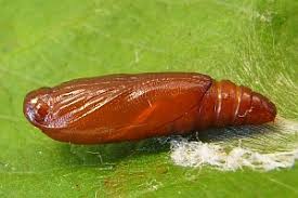 Attēlu rezultāti vaicājumam “Gelechia rhombella”