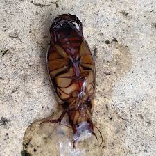 Attēlu rezultāti vaicājumam “Dytiscus dimidiatus”