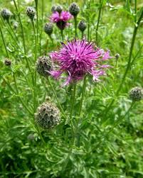 Attēlu rezultāti vaicājumam “Centaurea scabiosa bud”