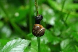 Attēlu rezultāti vaicājumam “Arianta arbustorum”