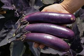 Afbeeldingsresultaat voor slim jim eggplant