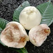 Attēlu rezultāti vaicājumam “Carex panicea fruit”