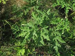 Attēlu rezultāti vaicājumam “Heracleum sphondylium subsp. sibiricum leaf”