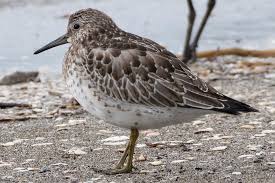 Image result for Calidris tenuirostris