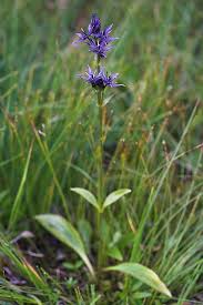 Attēlu rezultāti vaicājumam “Swertia perennis flower”